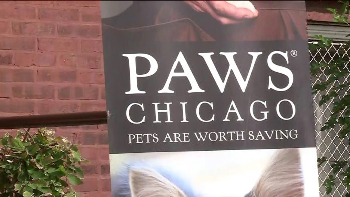 PAWS Chicago PAWS Chicago